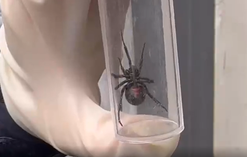 黑寡妇同属！一只“褐寡妇”蜘蛛被查获：被咬一口老疼了
