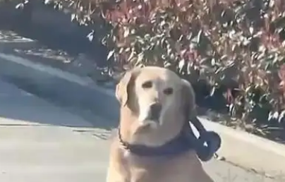 人狗冲突背后：嚣张狗主人的蛮横行径引众怒