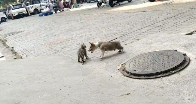 狗子拴在路边，猫咪站在狗子够不到的地方挑衅