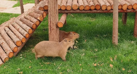 焕新启幕！张公山动物园试营业首日萌趣“开箱”