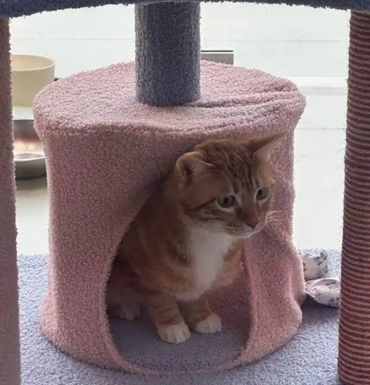 飞客舱、坐高铁、搭地铁！五一“毛孩子”也能说走就走