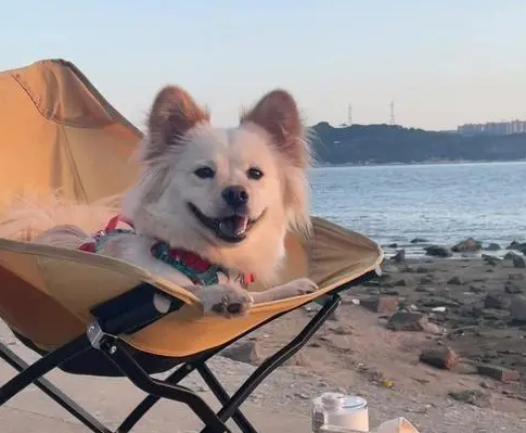 流浪三小只咖啡海报：JOJO呆萌小白酷， 小黄忧郁一扫而空！ 