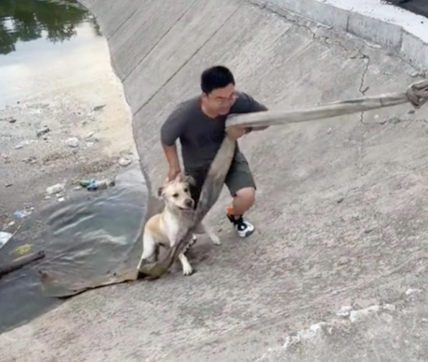 狗狗跑水塘里喝水上不来了，还是主人下去救它！