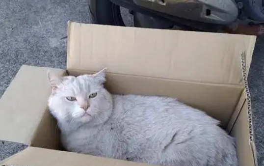 男子拿纸箱装东西，一转头发现被猫占领，猫：你瞅啥