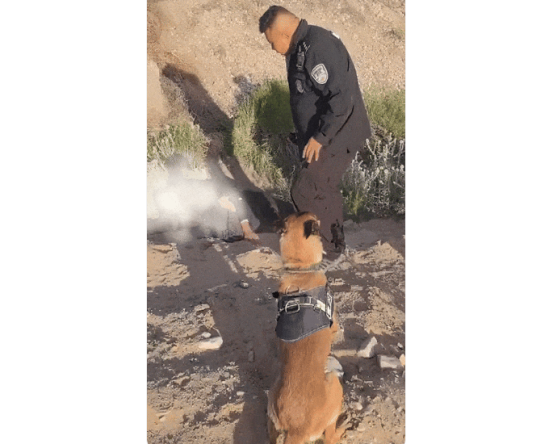 警犬“虎子”立大功，成功找到八旬走失老人