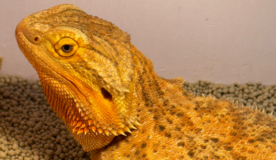 港珠澳大桥海关查获“异宠”活体蜥蜴389只