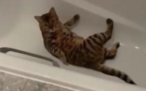 平时高冷的猫咪，却被主人发现在浴缸里撒欢打滚，猫：好尴尬呀！ 