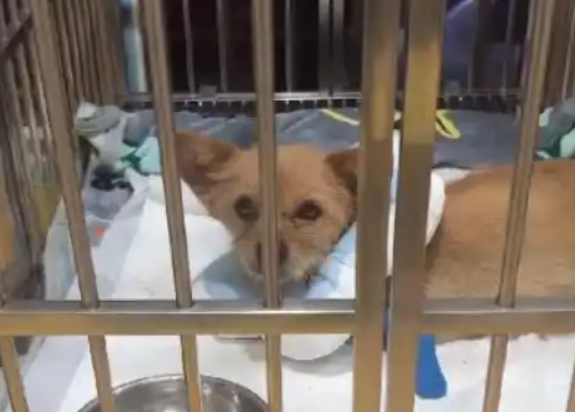 靠腿骨走路的流浪狗找到了！母的2岁左右！