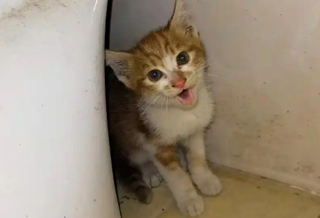 小猫失足掉进墙柱中，猫妈妈苦守3天不肯离开，见人就上前求助