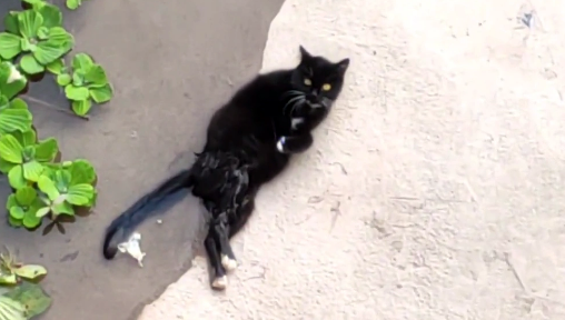 那只被抛弃的瘫痪猫咪，再次遇见人类时，拼命求生的样子看着心疼