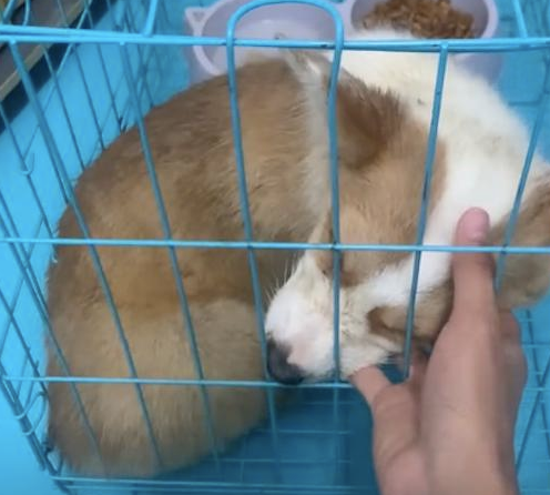 柯基被遗弃，好心人讨论该怎么办，却有人趁乱要抢走它！