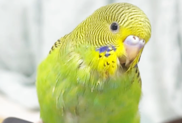 要弄清楚来历，切不可擅自饲养来历不明的鹦鹉