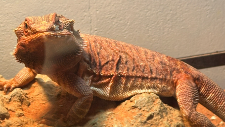 蜥蜴、水豚、土拨鼠等小众宠物走红