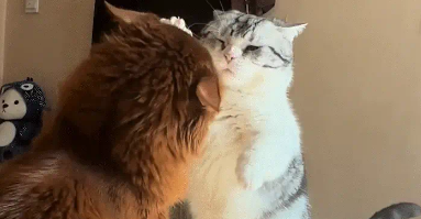 猫咪摆出会功夫的姿势，结果因腿短没打到还被对面