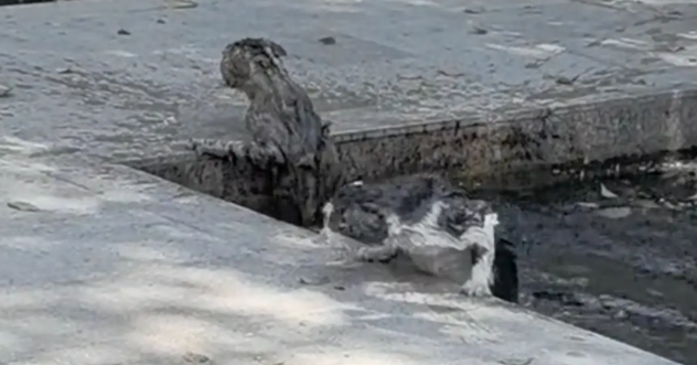 两只猫打架，意外落水成“落汤猫” 