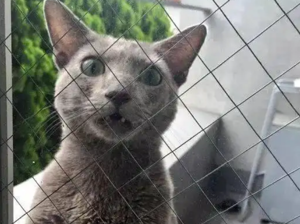 猫咪夜不归宿，被主人关门外，表情让人笑喷
