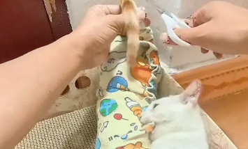 男子给橘猫剪指甲的时候，被白猫一顿胖揍