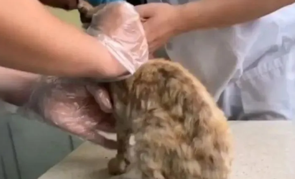 快饿死的橘猫瘫倒路边，奄奄一息的它遇到心善的小姐姐