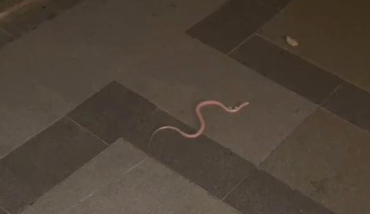  东莞小区百条宠物蛇：25 楼的生态危机