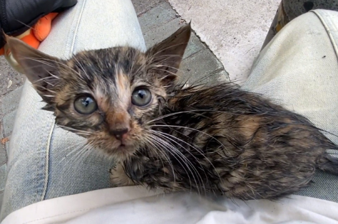 乱跑的小猫被人抱起，路人以为是在救猫，谁料对方竟把小猫扔下河