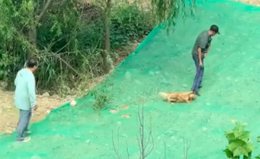 打狗队用笼子设下圈套捉流浪狗，其他狗试图解救它！