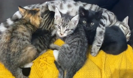 流浪猫被好心人投喂一个月后，送来5只小猫，猫：跟着她有饭吃