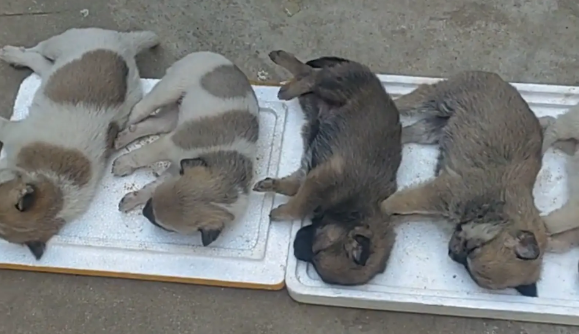 女儿把小奶狗成功哄睡。网友：从小就有当月嫂的天赋