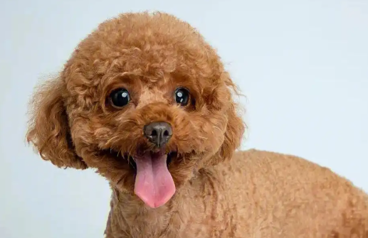 宠物经济不断升温：融资创新高，巨头跨界布局