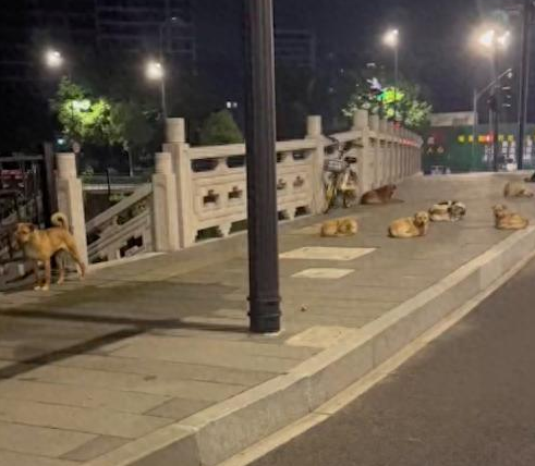 马路边上有一群流浪狗，有的在睡觉有的在放哨