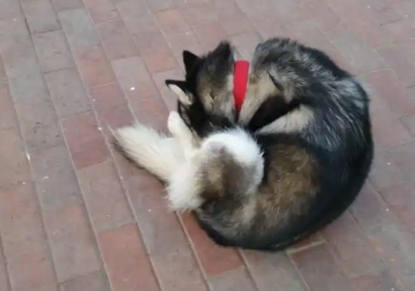 免费“代遛狗”火了！