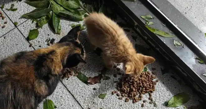 “小”宠物激发大市场