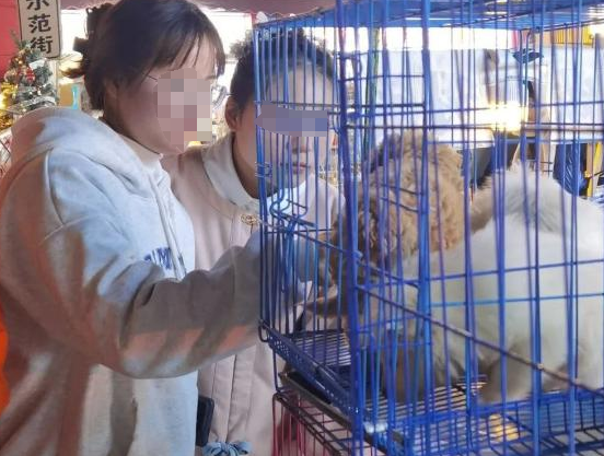 “星期猫”“星期狗”套路深？司法如何破解宠物消费陷阱