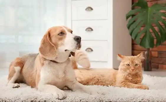 2025宠物新医疗大会将聚焦前沿技术与创新模式