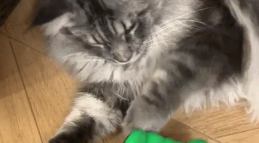 男子和猫咪玩游戏，猫咪反应快，男子被夹手