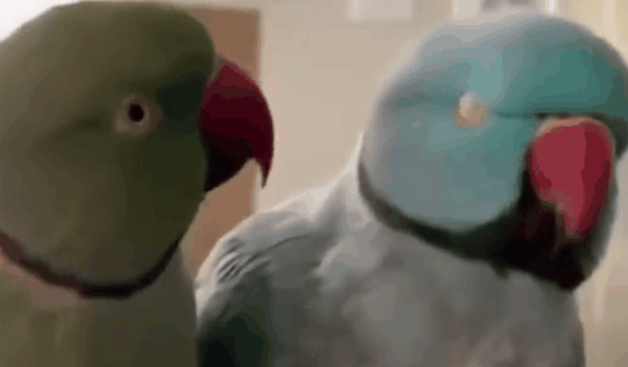 男子训练宠物鹦鹉说相声，逗乐众人