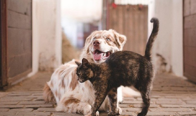零食、家电、跨界萌宠玩具……宠物经济火了