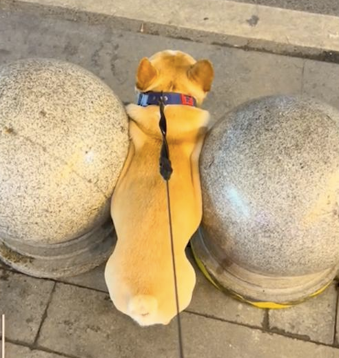 狗狗从两个石墩中间走，因太胖被卡在了里面！