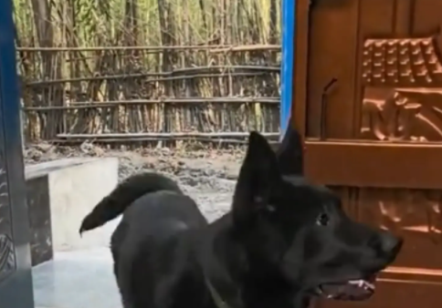 女子嫁的近，娘家的狗一天能来看她八百遍，网友戏称其为“大舅狗