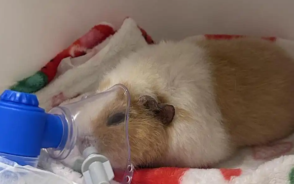 养“异宠”，为何引起国家部委关注？