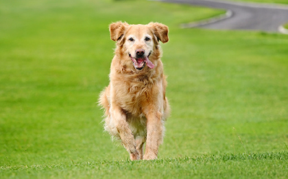 引领公益创新，助力流浪动物获“新生”