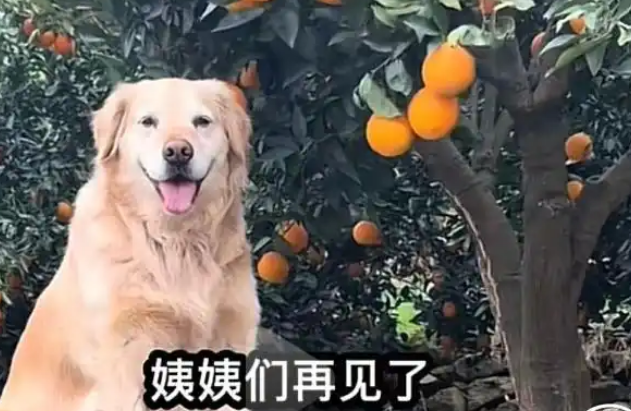 网红小狗毛毛去世，曾因帮主人摘橙子卖橙子火爆全网
