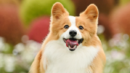 “养儿式”养宠物，成消费新趋势