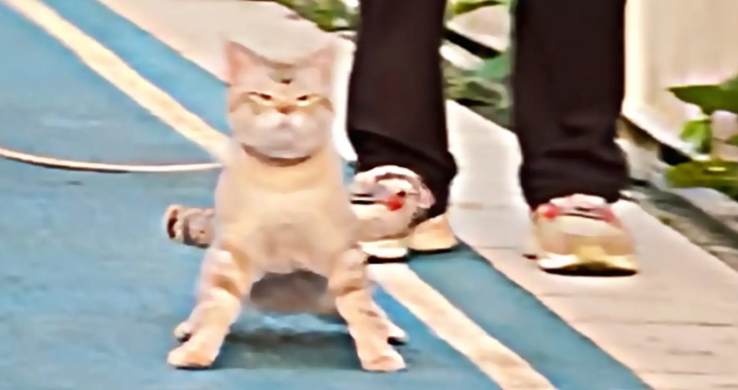 女子带狗子遛弯，偶遇一只霸气的猫咪。狗：拜见咪咪大王