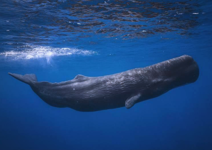 咔哒、咔哒！科学家破译抹香鲸“神秘语音字母表”