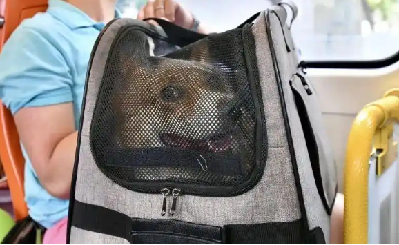 多家航空公司推出宠物进客舱服务，铲屎官有福了