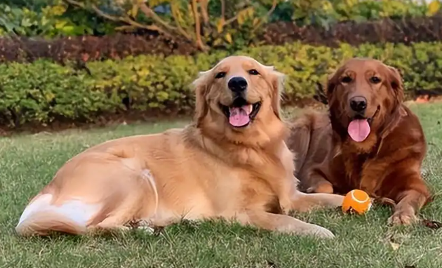 广州宠物狗中毒事件引发关注，养狗的朋友需谨慎