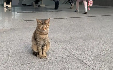 每天守在地铁站的流浪猫，讨好它遇见的每一个人，它只是想有个家