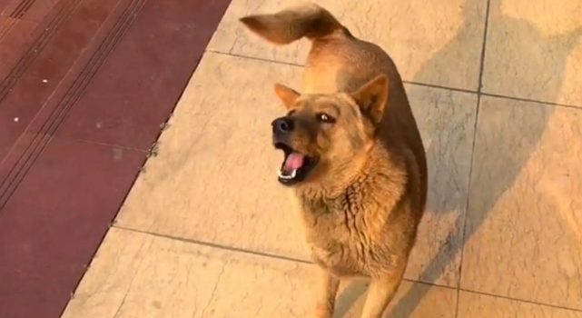 男子投喂狗子，喂食前后两幅面孔！