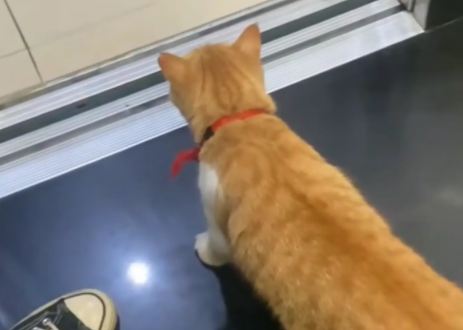 男子给住在5楼的猫咪按4楼的电梯，猫咪居然认得路没上当