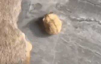 猫咪背着仓鼠兜风，前一秒和谐，下一秒直接一个飞踢